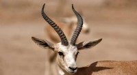 Iraqi Gazelles Plunge as Climate Change Drives Hunger Crisis in Southern Reserve