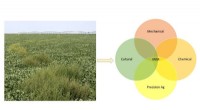 How Herbicide-Resistant Crops Transform Weed Management: A Comprehensive Analysis