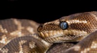 Florida Opens Registration for 2022 Python Challenge – Join the Effort to Protect the Everglades