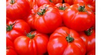Climate Change Threatens Your Ketchup: Rising Temperatures Slash Tomato Yields