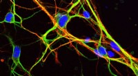 Scientists Decode How Non‑Protein‑Coding Genes Drive Brain Development