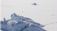 Discovery of a New Polar Bear Subpopulation in Southeast Greenland Highlights Arctic Climate Impact