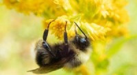 California s Western Bumble Bees Vanish in Latest Census, Prompting Conservation Action