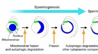 Mitochondrial Remodeling and Autophagic Clearance in Plant Spermiogenesis