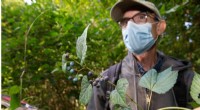 Invasive Plants Threaten Ohio Forests: New Study Reveals Rapid Spread