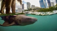 New Study Reveals Sharks Live Closer to Miami Than Expected