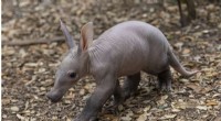 San Diego Zoo Celebrates First Aardvark Birth in Over 35 Years