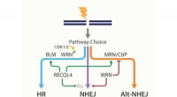WRN Protein Guides Optimal DNA Repair Pathway Selection, Study Finds