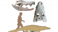 New Giant Crocodile Species Predated Human Ancestors, Revealed by Iowa Researchers