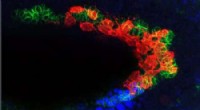 CVM Cells: BMP Signals That Trigger Self‑Destruction During Embryonic Development