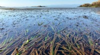AI Reveals Eelgrass Vulnerability to Climate Warming and Disease