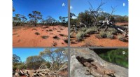 Light Technology Revitalizes Log Piles, Safeguarding Skink Populations in Western Australia