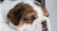 Veterinary Experts Urge Responsible Breeding to Reduce Health Risks in English Bulldogs