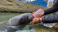 24/7 Rescue and Rehabilitation of Orphaned Manatee in Colombian Swamp