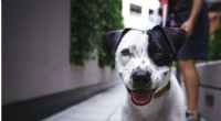 Study Reveals Dogs Share Key Executive Functions with Humans