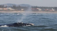 Southern Right Whale Mothers Select Shallow Nursery Sites to Protect Calves from Predators