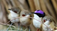 Rising Temperatures Compromise DNA Integrity in Endangered Songbirds