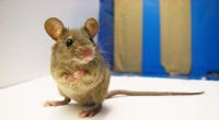Mapping the Genetic Diversity of Wild House Mice Across Europe and Asia
