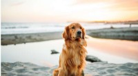 Golden Retriever Lifetime Study Publishes Decade-Long Findings in New PLOS ONE Paper