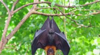 Exploring Bat Biology: Unveiling the Secrets of These Mysterious Mammals