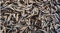 Peer‑Reviewed Study Confirms Catalonian Anchovies Are Healthy and Parasite‑Free