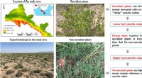 Groundbreaking Study Uncovers Leaf Calorific Value and Key Influencers in Desert Plants