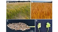 Researchers Unlock Genetic Mechanism Behind Awn Suppression in Sorghum