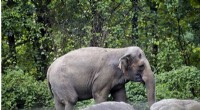 Court Declares Bronx Zoo Elephant Happy Is Not a Person, Upholding Zoo’s Custody