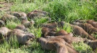 Banded Mongooses: How Numbers and Experience Shape Intergroup Warfare