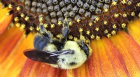 New Study Finds Flower Shape Drives Parasite Spread to Eastern Bumble Bees