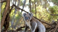 Uppsala University Discovers Novel Endogenous Retroviruses in Koala Genome