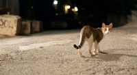 Free-Range Cats Threaten Human and Wildlife Health
