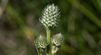 Arizona Eryngo Designated Endangered: Conservation Efforts Accelerated