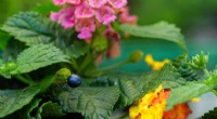 New Study Decodes the Science Behind Lantana Strigocamara s Blue Berries