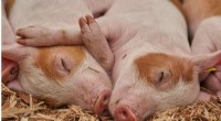 McMaster University Introduces Rapid Test for Livestock Infections, Starting with Pigs