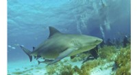 Juvenile Bull Sharks Face Severe Food Scarcity Threat