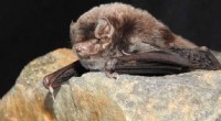 Australia s Smallest Bat Faces Extinction – How You Can Make a Difference