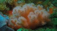 Ten New New Zealand Coral Species Uncovered by Dr. Gustav Kessel