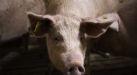 Italy Orders 1,000 Pork Pigs Slaughtered to Contain Swine Fever Outbreak