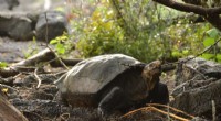 Fernandina Giant Tortoise Rediscovered Alive After a Century – Galápagos Discovery