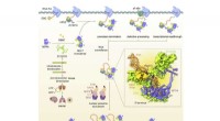 Cryo-EM Reveals the Structure of a Key RNA Quality Control Protein