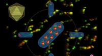 New Insights into Salmonella Nanomachine Formation Reveal Key Protein Assembly Mechanisms