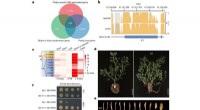 Comprehensive Assembly of 44 Potato Genomes: 24 Wild and 20 Cultivated Varieties