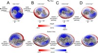 Unveiling How Scramblase Proteins Remodel Cell Membranes