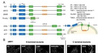 New Study Reveals How Organelles Divide Within Cells