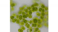 BTI Discovers New Algae Species, Honors Poet Amanda Gorman