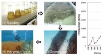 PCR Testing Enhances Okinawa Mozuku Yields and Drives Climate‑Resistant Seaweed Strains