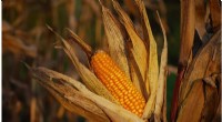 Lab Breakthrough: Scientists Replicate Corn Plant to Tackle Corn Smut