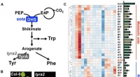 Genetic Modification Boosts Plant CO₂ Capture and Enhances Production of Valuable Metabolites