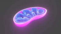 Revealing Mitochondrial Protein Assembly: Microscopy Breakthrough Illuminates Cellular Powerhouses